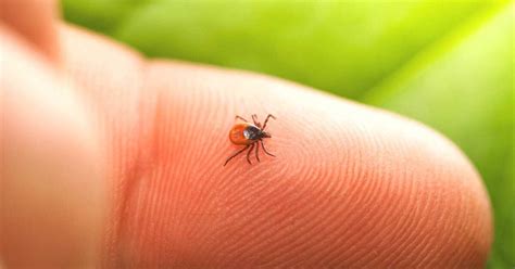 Lyme Disease Prevention: 48 Hours After Tick Bite