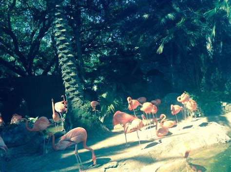 New Orleans Zoo | Animals, Zoo, Painting