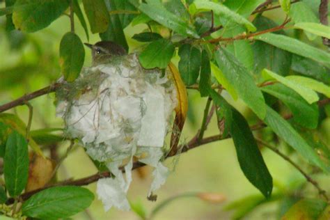 WARBLING VIREO (Vireo gilvus) | On nest at Cerro Alto - 29 M… | Flickr