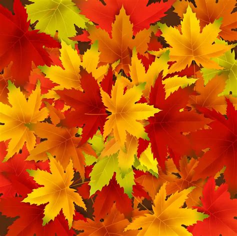 Download Enjoy the beauty of nature this fall with bright and colourful leaves | Wallpapers.com