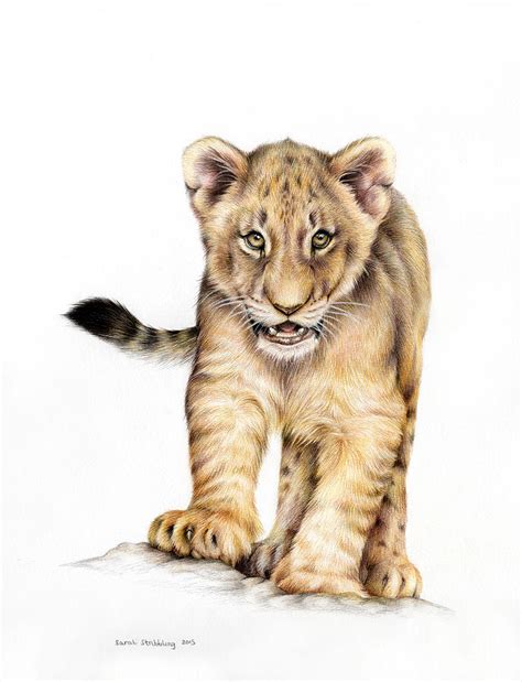 Drawing Pencil Lion Cub - pencildrawing2019