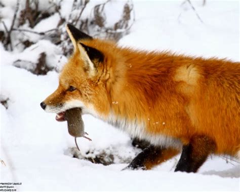 Ohio Wildlife Education Update: Winter Wildlife Adaptations