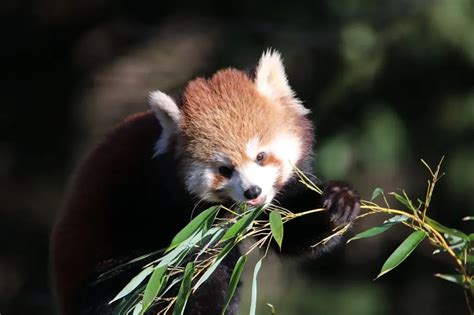 Red Pandas: Diet, Behaviours, And Predators