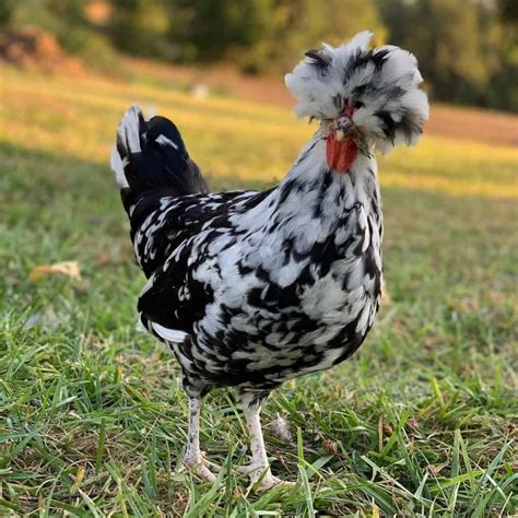 Top 5 French Chicken Breeds and Raising Tips (with Pictures)