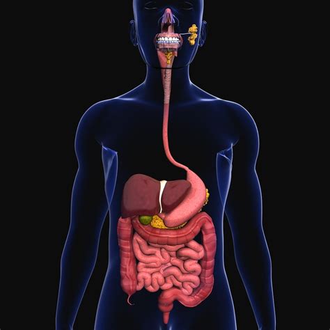 3D model human digestive organs small intestine - TurboSquid 1279199