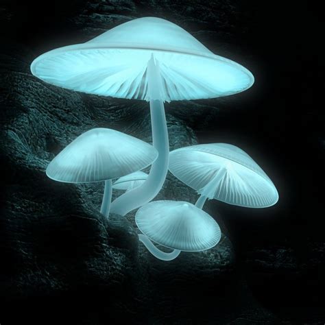 Luminescent Mushroom Cultures for Commercial Customers | Stuffed mushrooms, Mushroom pictures ...