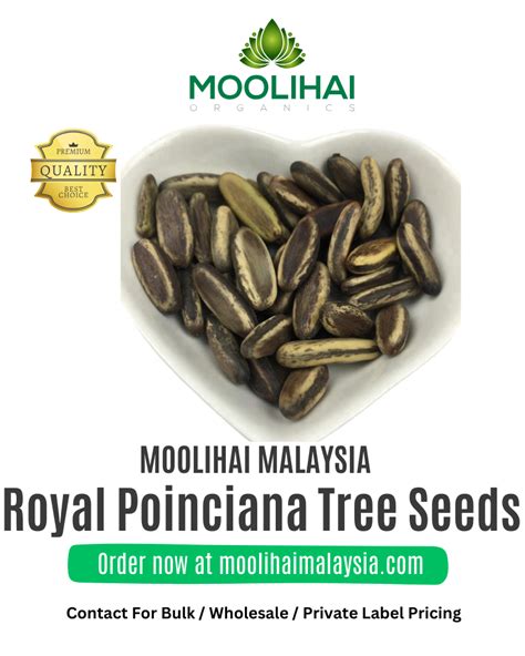 Royal Poinciana Tree Seeds (Delonix Regia) – Moolihai Malaysia