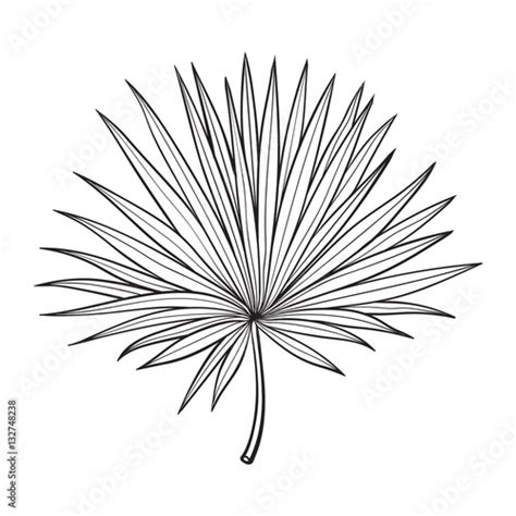 Full fresh fan shaped leaf of palmetto tree, sketch style vector ...