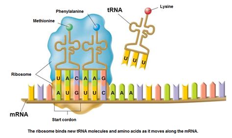 Protein Synthesis Diagram Pdf