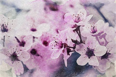 25+ Cherry Blossom Watercolor Inspirations to Dream About ...