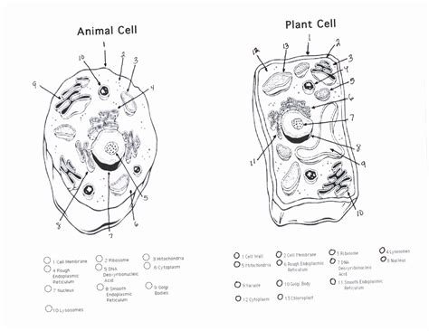 Animal and Plant Cells Worksheet Inspirational 1000 Images About Plant Animal Cells On Pinterest ...