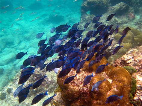 Best Snorkeling in the Caribbean | Islands