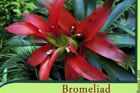 Bromeliad | Amazon rainforest plants, Rainforest plants, Rainforest flowers