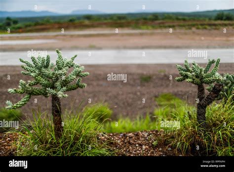 Choya. Cactus. Plantas y arbustos del desierto de Sonora, Mexico.(Photo ...