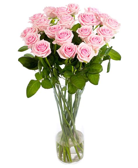 Soft Pink long stemmed Roses