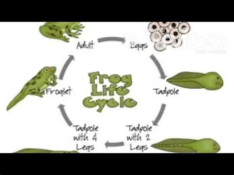 Life Cycle of a Tadpole - YouTube