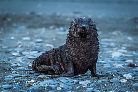 What is a Pinniped? - WorldAtlas