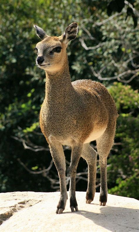 Klipspringer Hunting