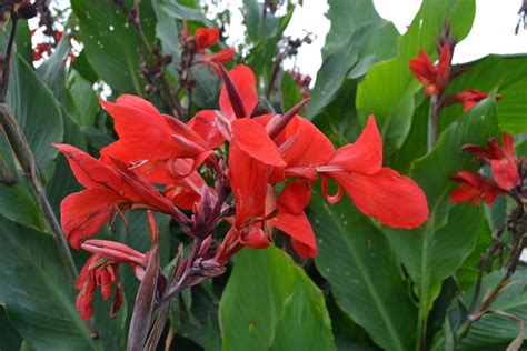 Red Canna Lily - Green Thumb Advice