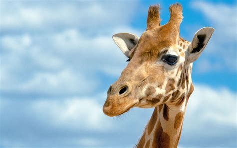 Giraffe Wallpapers - Top Free Giraffe Backgrounds - WallpaperAccess