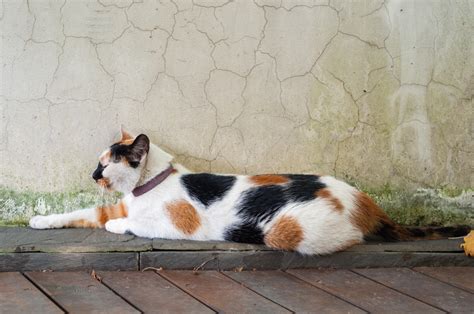 Chat calico : tout savoir sur ce chat tricolore