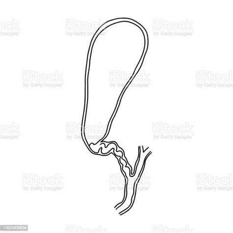 The Human Gallbladder And Its Cross Section Stock Illustration - Download Image Now - iStock