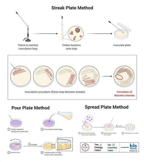 Pour Plate Method- Definition, Principle, Procedure, Uses, 44% OFF