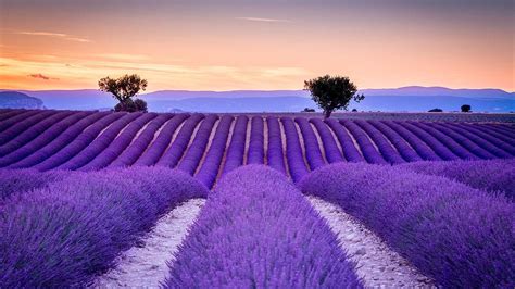 Big wonderful Lavender field - Love purple color and perfume