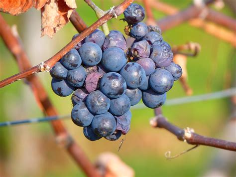 Grape Grapes Fruit · Free photo on Pixabay