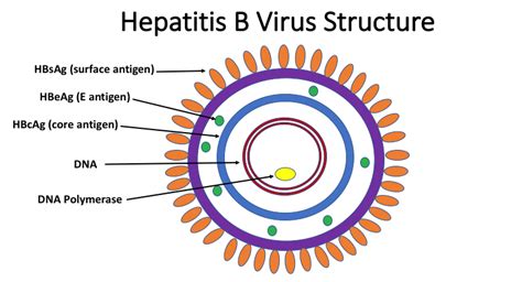 Hepatitis B Virus : Hepatitis B Virus Infection Nejm : Some people with ...