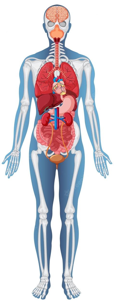 Shoulder Arm Atlas Of Anatomy Anatomy Body Anatomy Hu - vrogue.co
