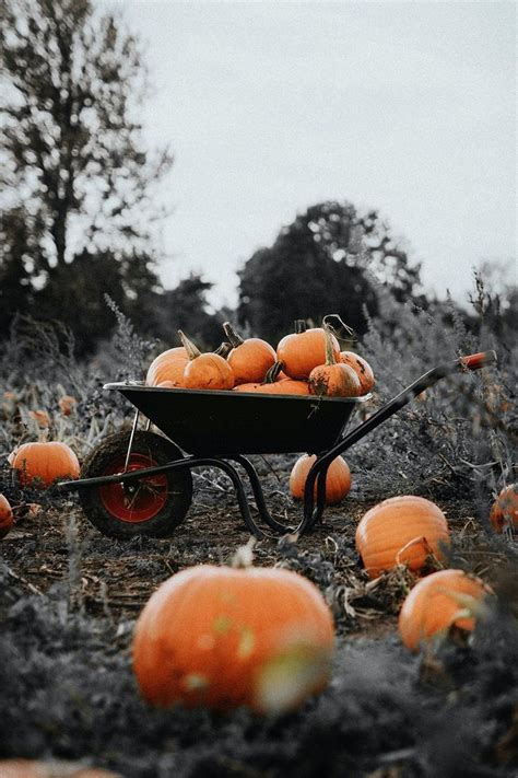 Download free image of Halloween pumpkin patch dark autumn mood by ...