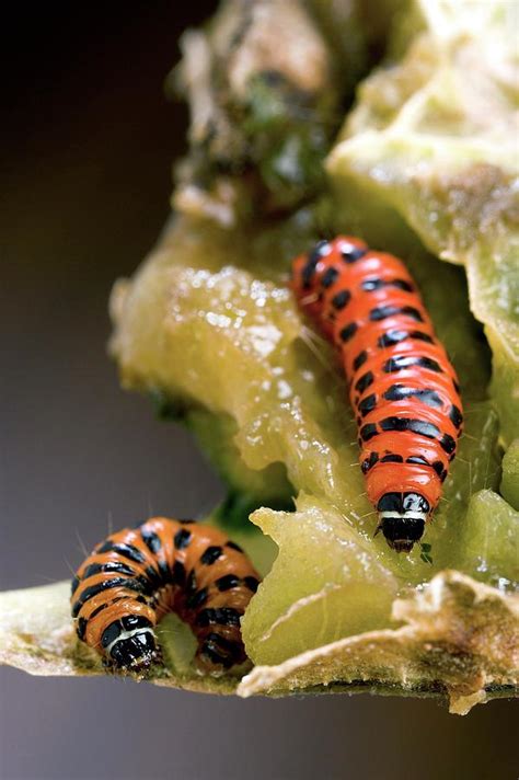 Cactus Moth Larvae Photograph by Peggy Greb/us Department Of Agriculture/science Photo Library