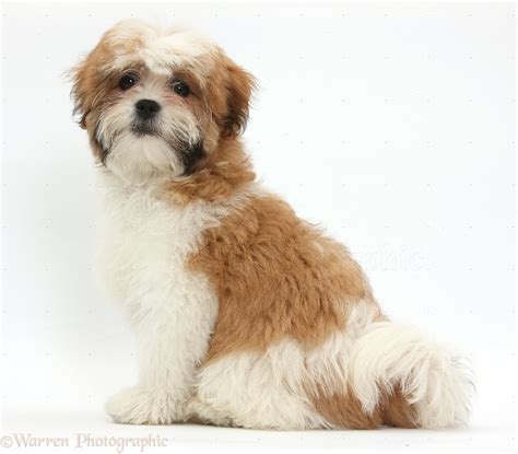 adult maltese shih tzu dog pictures - Dog Breeders Guide