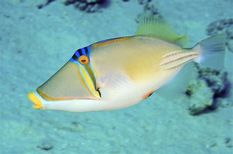 Triggerfish Facts and Aquarium Care Information