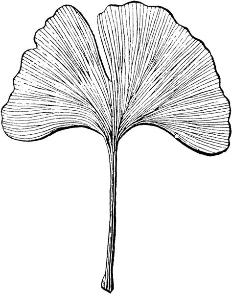 Ginkgo Tree Leaf Drawing from the Late 19th Century