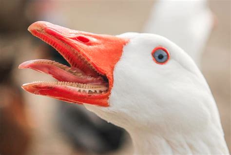 The inside of a Goose's mouth | Damn Nature, You Scary! | Know Your Meme