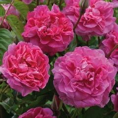 Southern California Gardening: New Rose Varieties for 2013