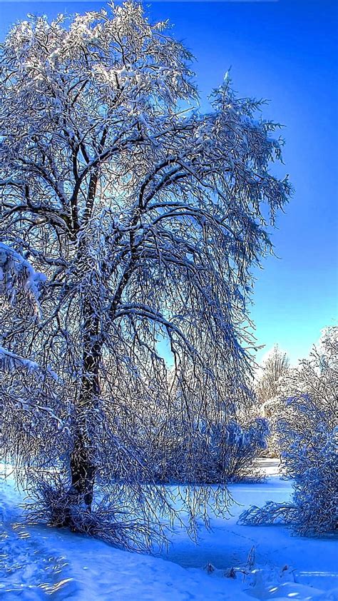 Winter Effect, ice, tree, winter, HD mobile wallpaper | Peakpx