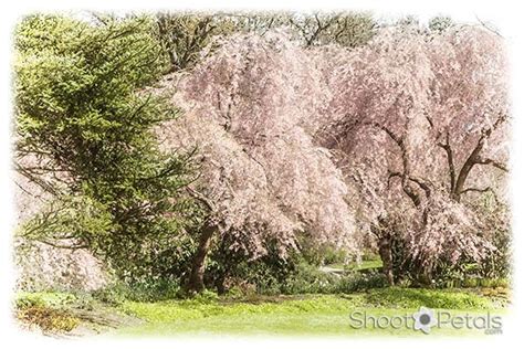 Vancouver Cherry Blossom Festival With 50 Shades of Pink