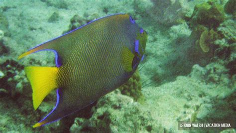 St. John USVI » Snorkeling