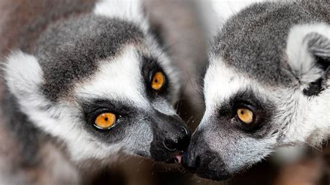 Duke Lemur Center promotes reduced-harm primate research | Raleigh News ...