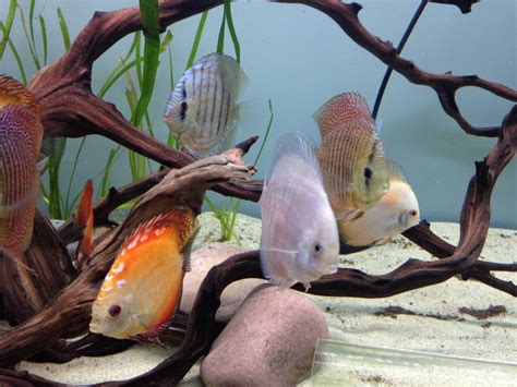 115g Discus Show Tank | MonsterFishKeepers.com