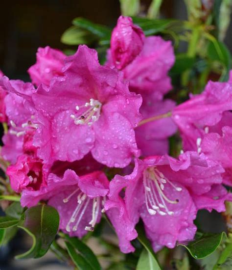 Why Rhododendrons Fail to Grow and Two Super Hardy Rhododendrons for ...