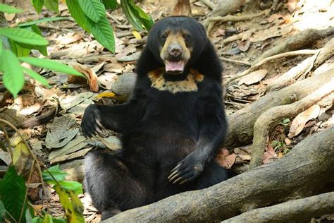 Bornean Sun Bear Conservation Centre & Sepilok Orang Utan Rehab Centre ...