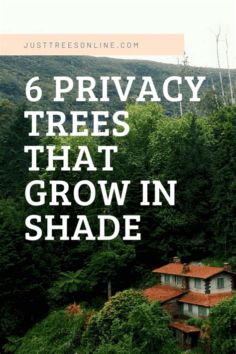 6 Privacy Trees That Grow In Shade | Just Trees Online