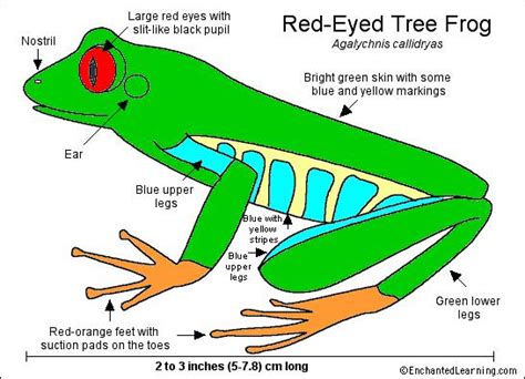 Red-Eyed Tree Frog Printout- Enchanted Learning Software