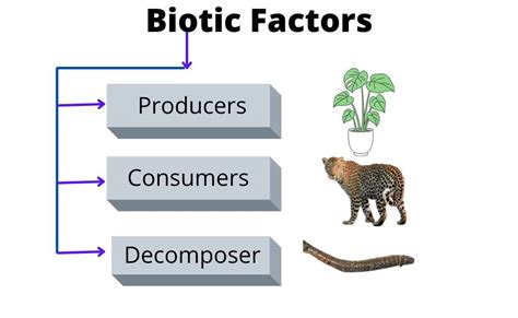 Biotic and Abiotic Components of an Ecosystem