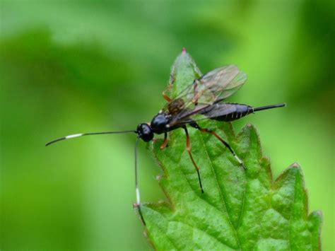 Beneficial Garden Insects: Learn How Parasitic Wasps Help The Garden