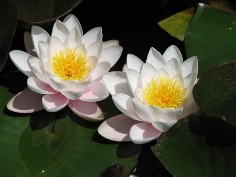 Lotus Flower Wallpapers - Wallpaper Cave